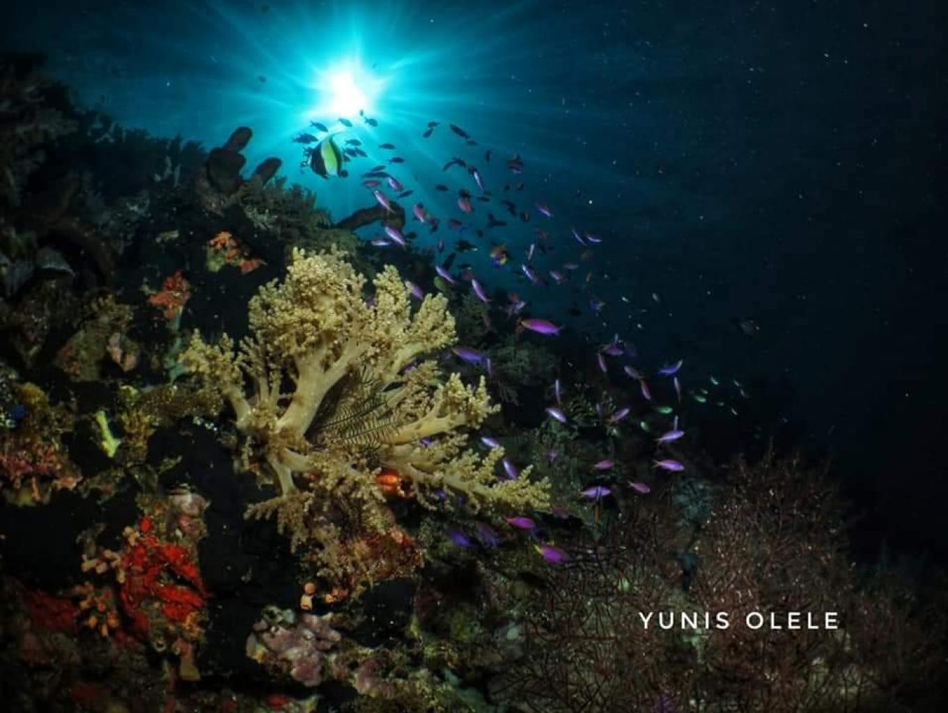 Taman Laut Olele