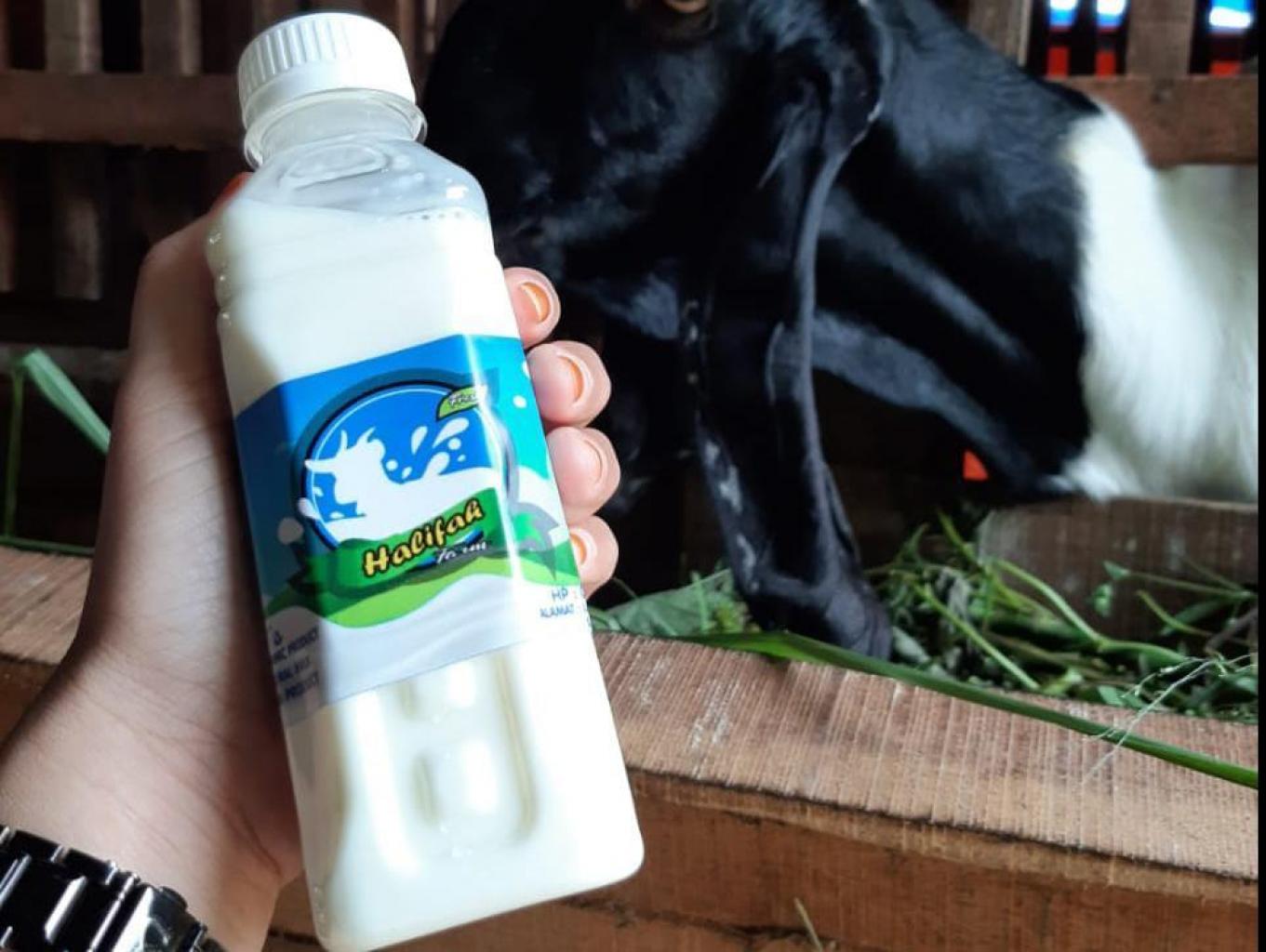 Susu Kambing Etawa
